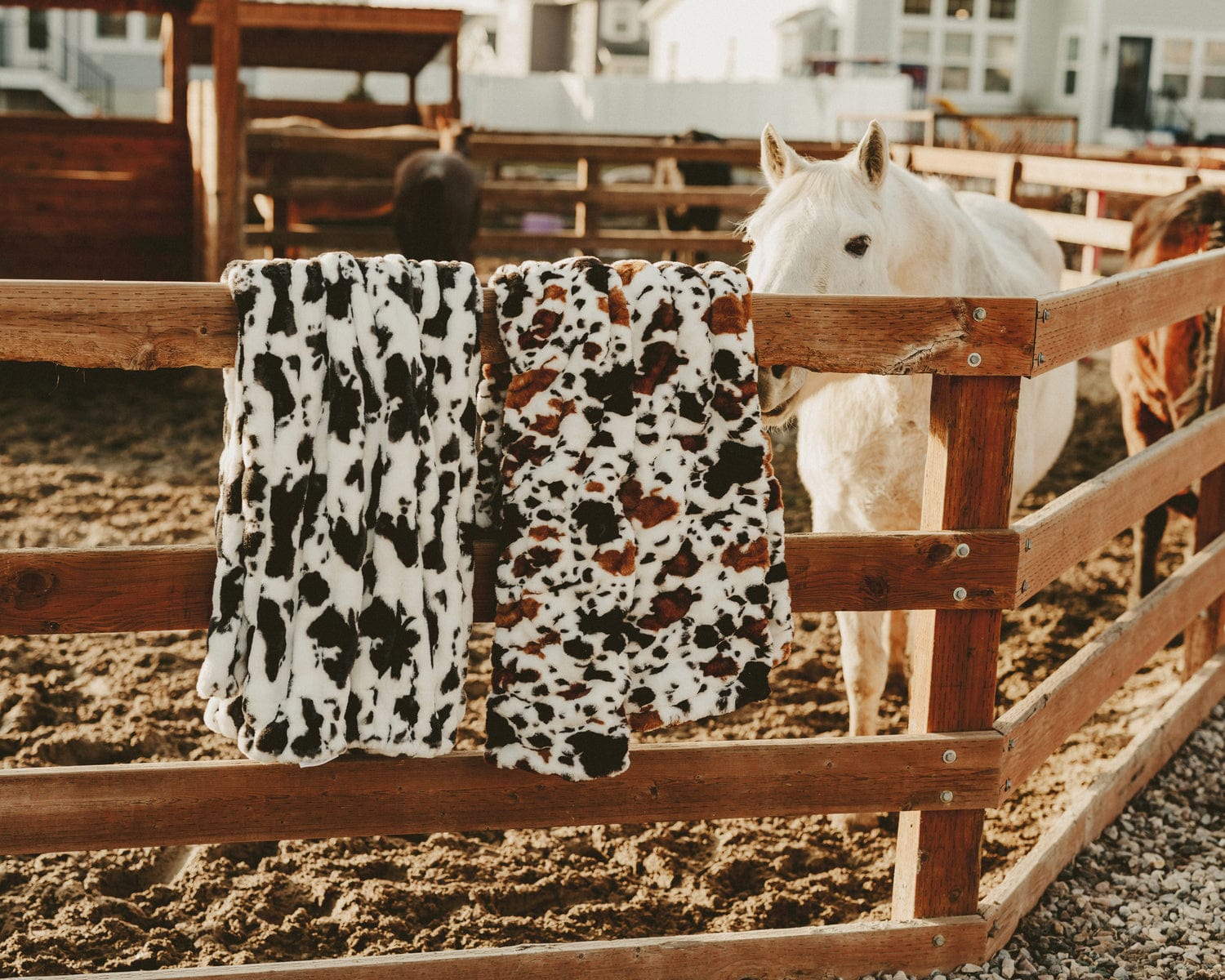 Hugs Black Cow Blanket